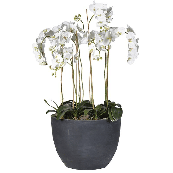 Large White Orchid In A Dark Grey Pot