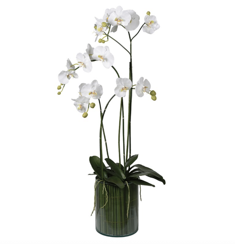 White Orchid Plants In Glass Cylinder Vase 3819