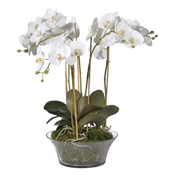 White Orchid Plant with Moss in a Glass Bowl