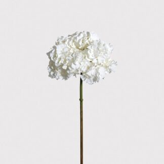 White Single Hydrangea