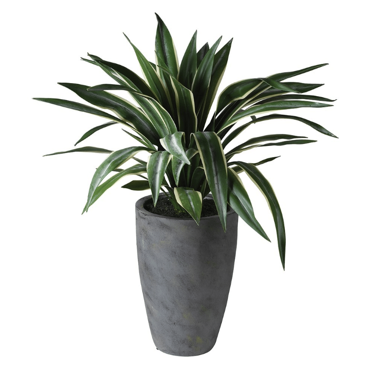 Ribbon Plant in Grey Pot