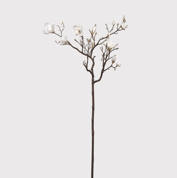 realistic white magnolia blossom
