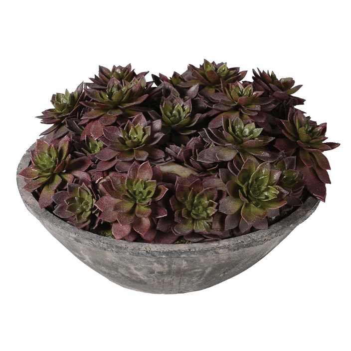 brown and green echeveria plants in grey cement bowl