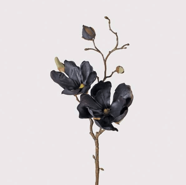 Black Magnolia stem