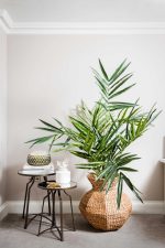 Kent Palm - Image 2