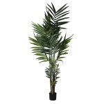 Kent Palm