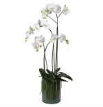 White Orchid Plants in Glass Cylinder Vase - Image 2