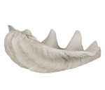 Decorative Clam Shell - Image 2