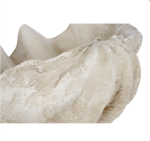 Decorative Clam Shell - Image 3