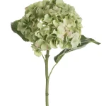 Green Hydrangea