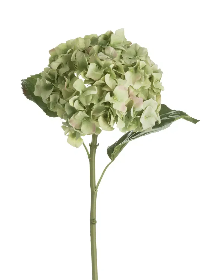 p-green-hydrangea-1_1100x.webp Green Hydrangea - Image 1