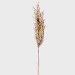 Beige Pampas Spray